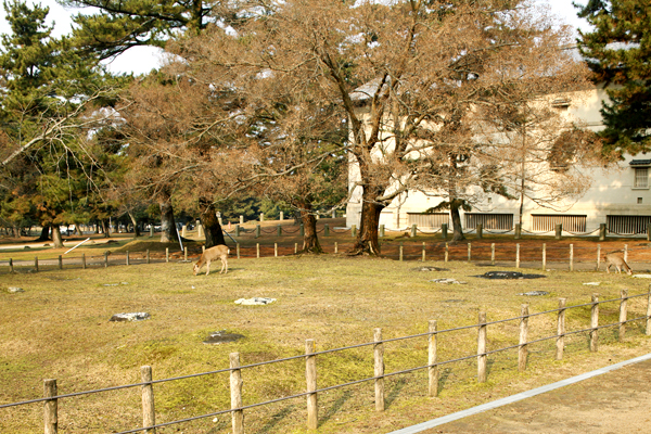 春日東塔跡　（右奥は青銅器館）